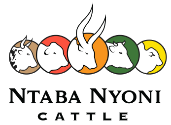 Ntaba Nyoni | Boran | Ankole | Bonsmara